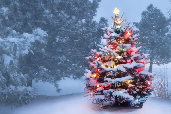 Outdoor tree decorated with holiday lights, a gold star, and covered with snow.